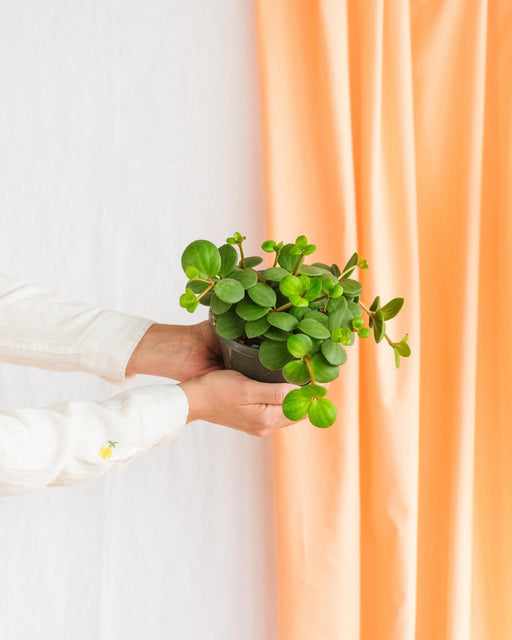 Peperomia Håb
