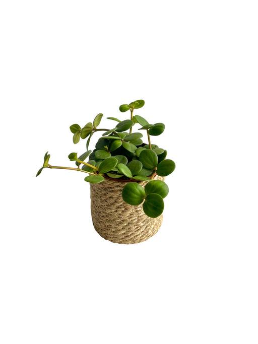 Peperomia Håb