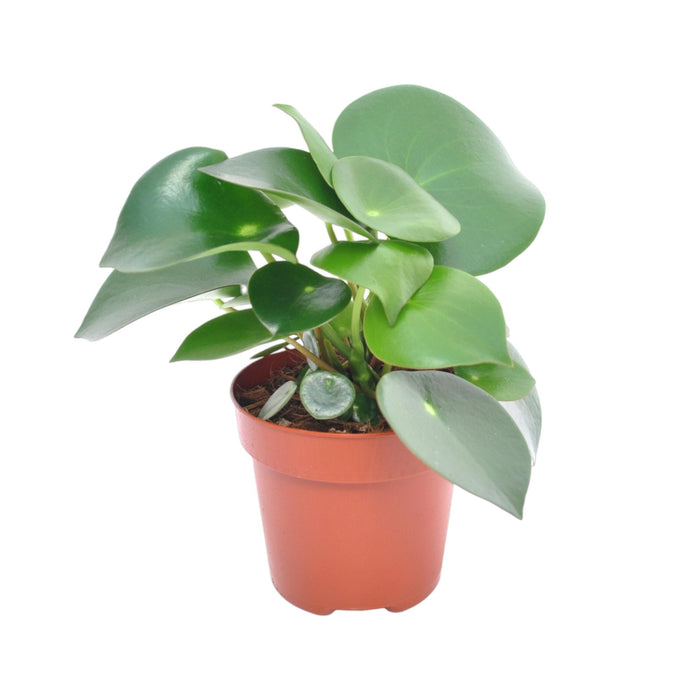 Peperomia Regndråbe