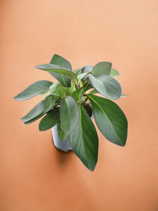 Peperomia Rød Margin