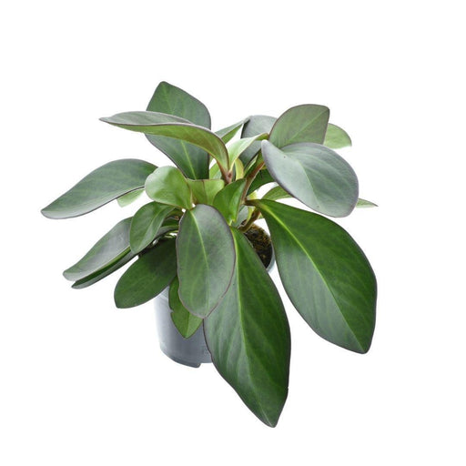 Peperomia Rød Margin