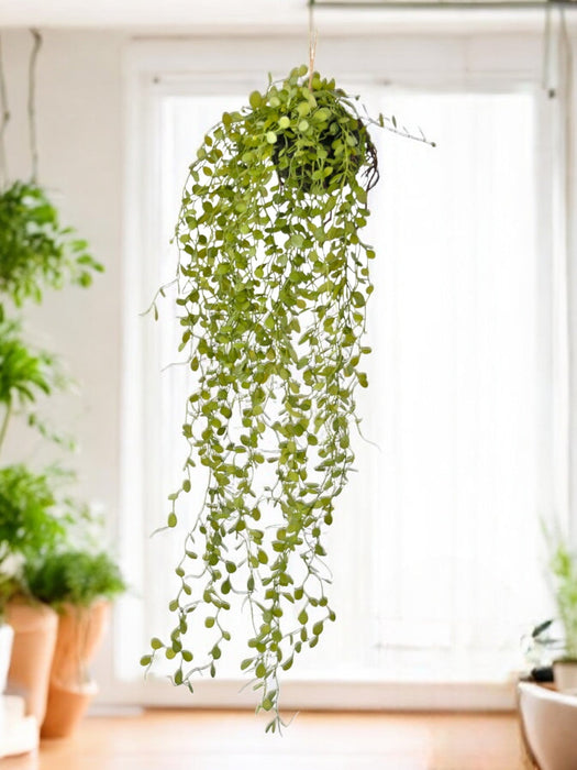 Peperomia - Kunstig Faldende Plante