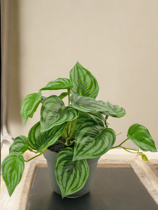 Peperomia Vandmelon - Kunstig Grøn Plante