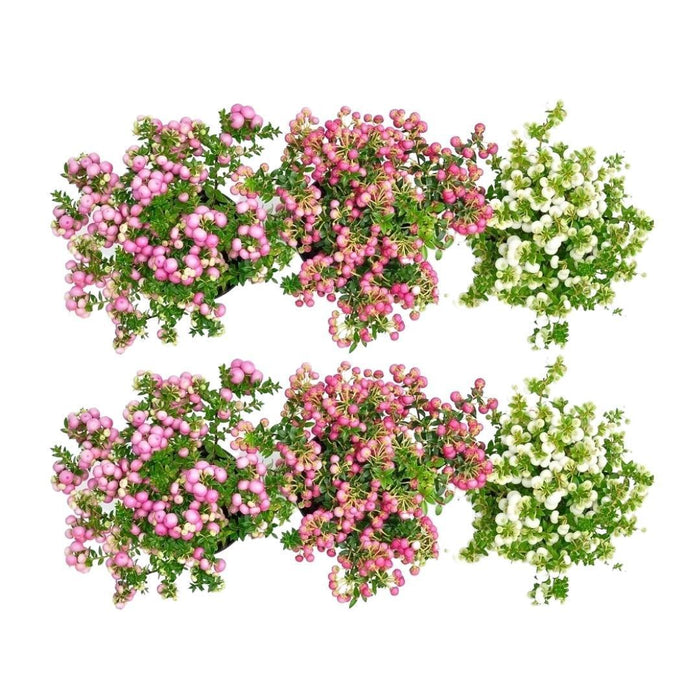 Pernettya Mucronata - Sæt Med 6 Stk