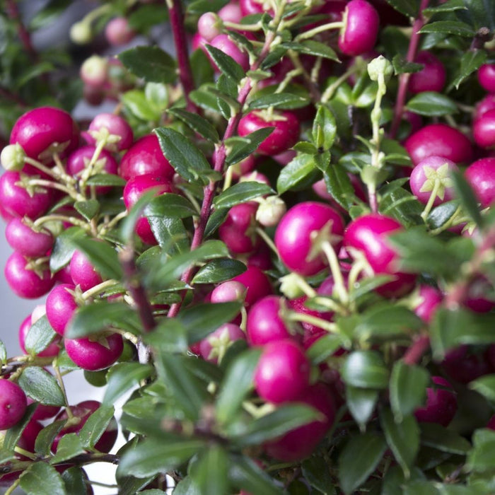 Pernettya Mucronata - Sæt Med 6 Stk