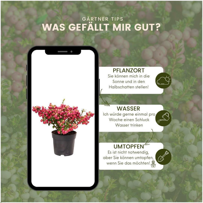 Pernettya Mucronata - Sæt Med 6 Stk