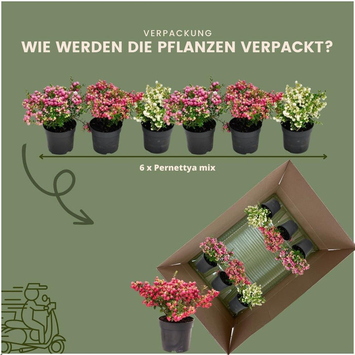 Pernettya Mucronata - Sæt Med 6 Stk