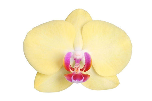 Phalaenopsis Lime Light - Citronorkidé