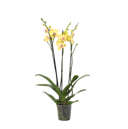 Phalaenopsis Lime Light - Citronorkidé