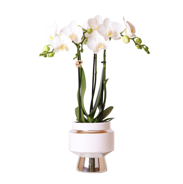 Phalaenopsis Amabilis Med Sølvpotte Le Chic