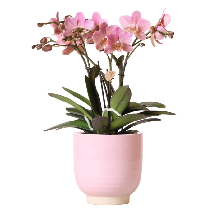 Phalaenopsis Rose Jewel Treviso I Glaseret Pink Pot