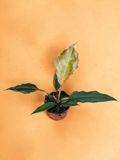 Philodendron Choco Kejserinde