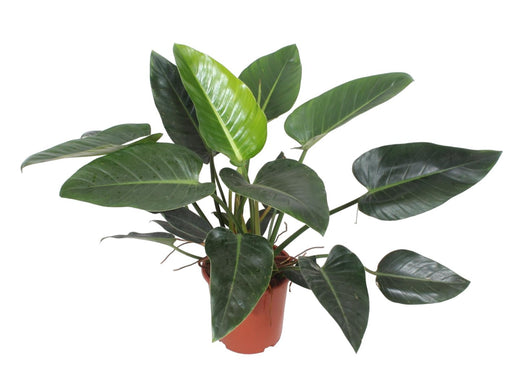 Philodendron Congo Grøn