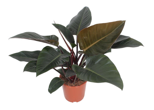Philodendron Congo Rød