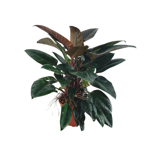 Philodendron Congo Rød