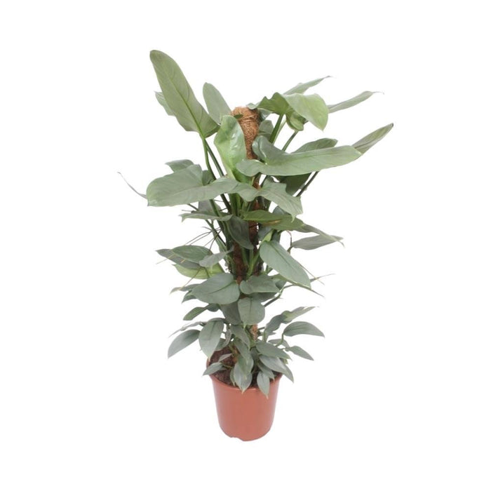 Philodendron Hastatum