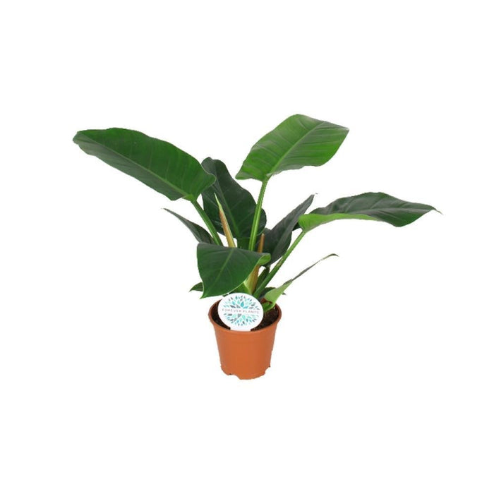 Philodendron Imperial Green
