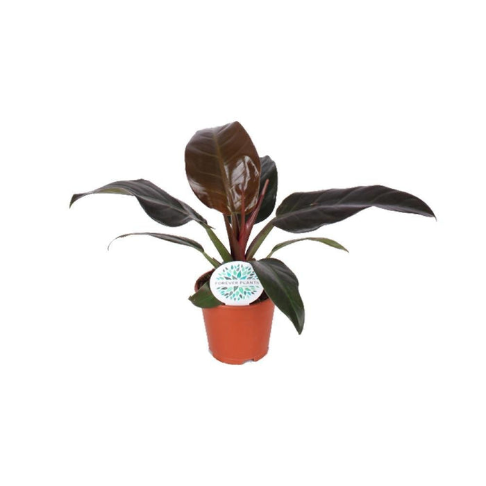 Philodendron Imperial Rød