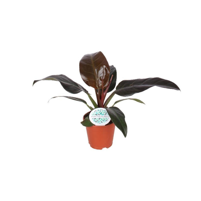 Philodendron Imperial Rød