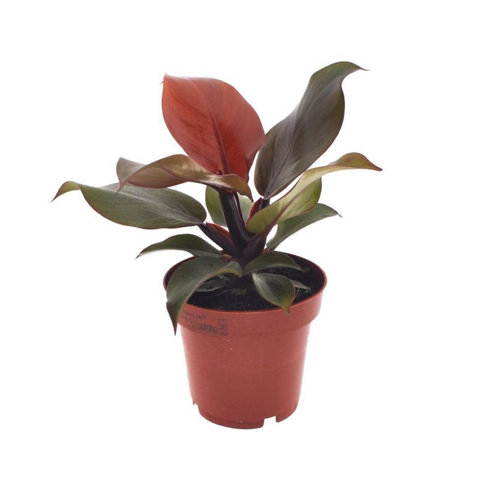 Philodendron Imperial Rød