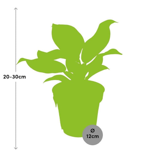 Philodendron Imperial Rød