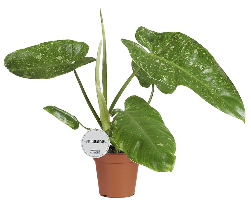 Philodendron Jose Buono