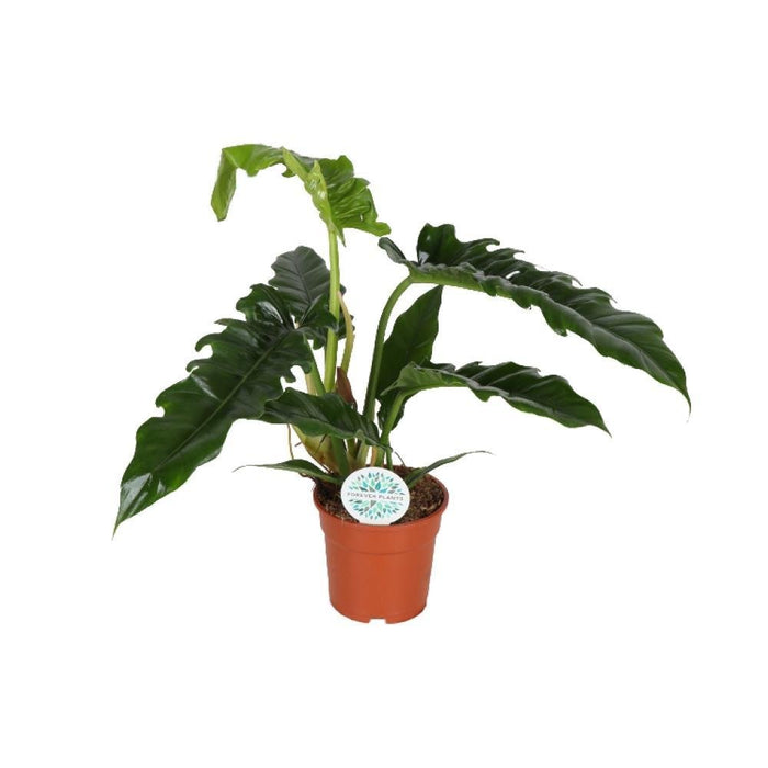 Philodendron Smal