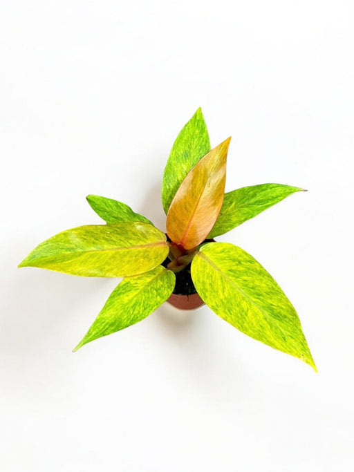 Philodendron Appelsinmarmelade