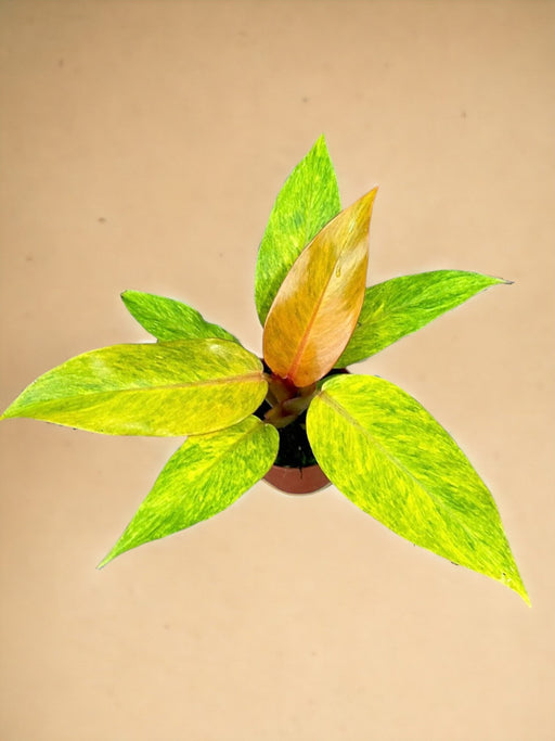 Philodendron Appelsinmarmelade