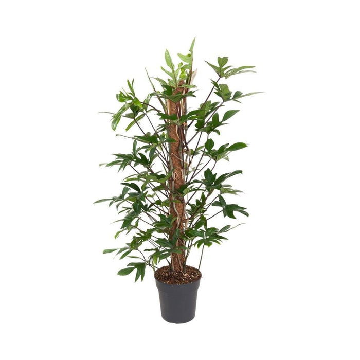 Philodendron Pedatum