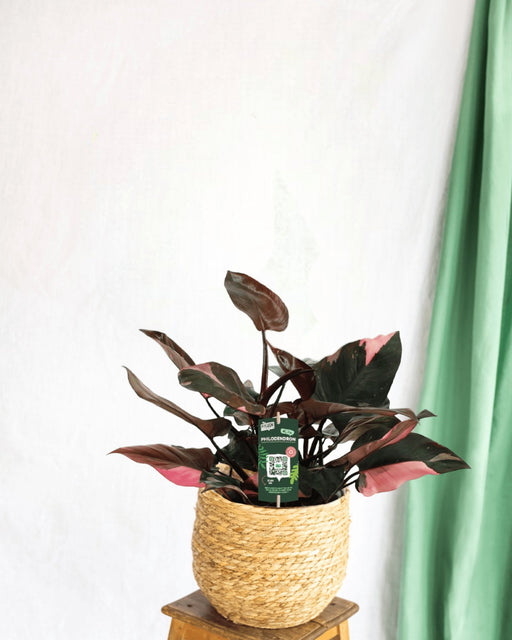 Philodendron Pink Princess