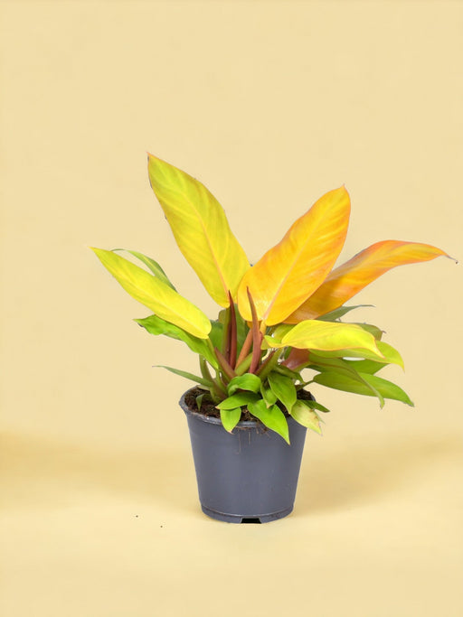 Philodendron Prins Af Orange