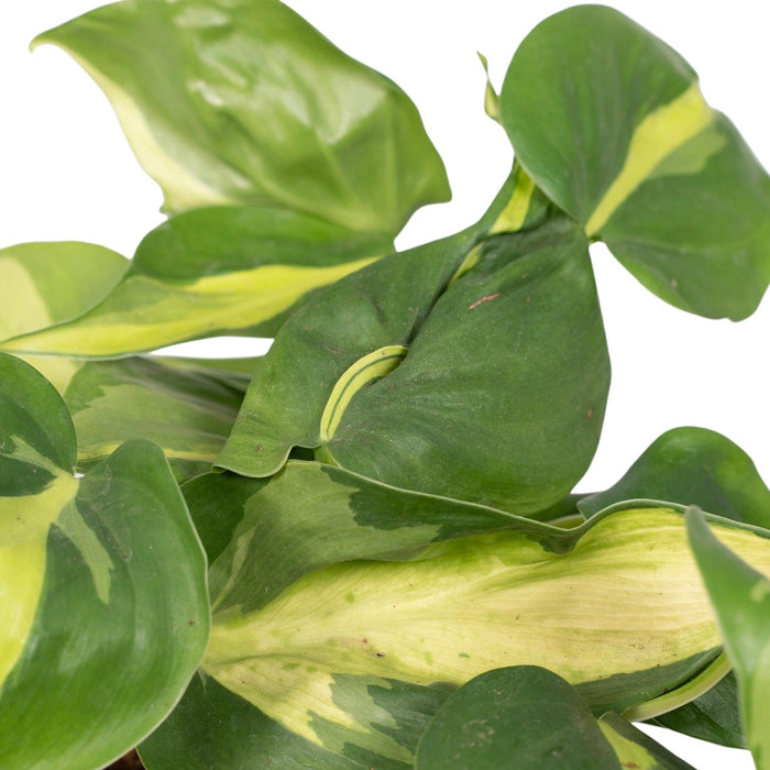 Philodendron Scandens Brasil - H15Cm, Ø12Cm - Hængende Anlæg