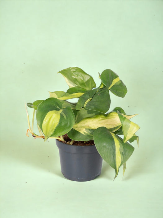 Philodendron Scandens Brasil - H15Cm, Ø12Cm - Hængende Anlæg