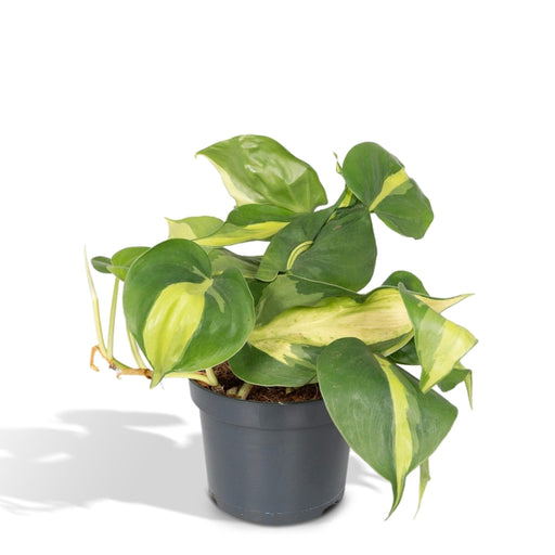 Philodendron Scandens Brasil - H15Cm, Ø12Cm - Hængende Anlæg