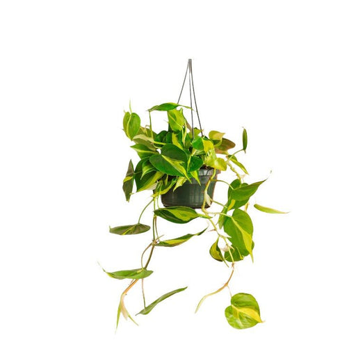 Philodendron Scandens Brasilien