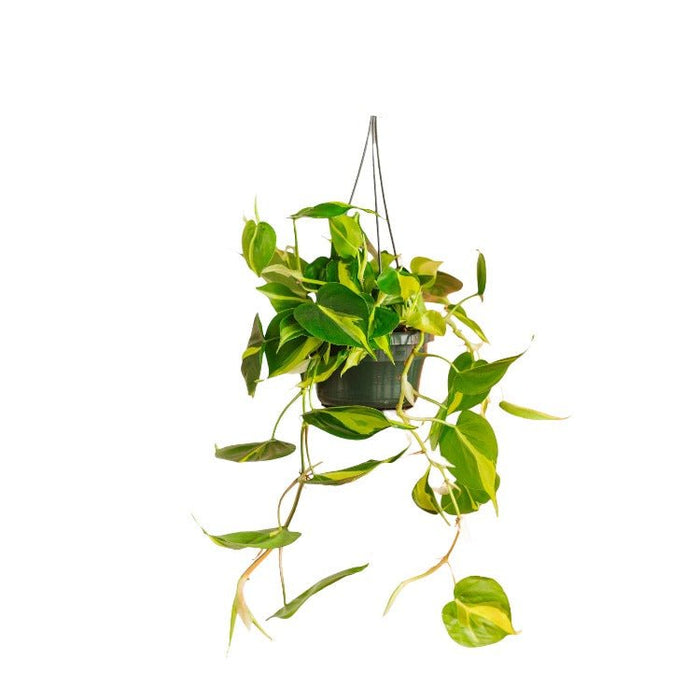 Philodendron Scandens Brasilien