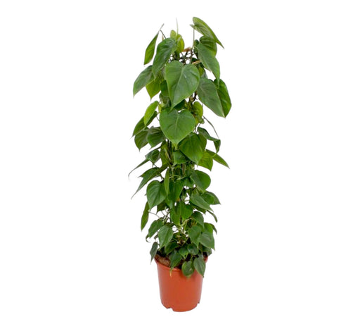 Philodendron Scandens H120Cm