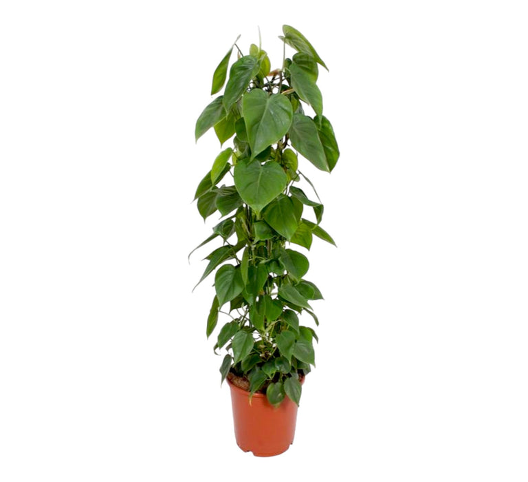 Philodendron Scandens H120Cm