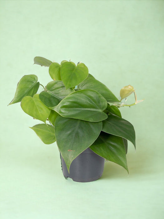 Philodendron Scandens - H15Cm, Ø12Cm - Hængende Plante
