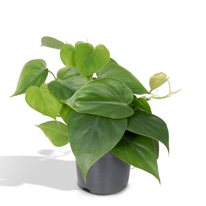 Philodendron Scandens - H15Cm, Ø12Cm - Hængende Plante
