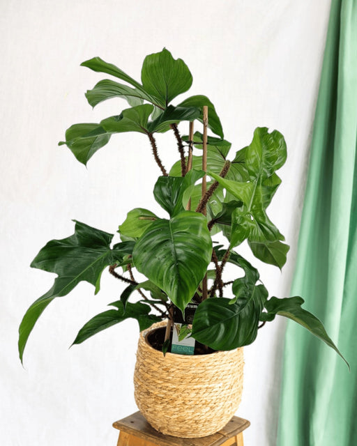 Philodendron Squamiferum Pyramide