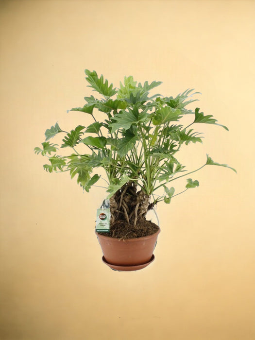 Philodendron Xanadu Op Stam - Ø22Cm - ↕50Cm