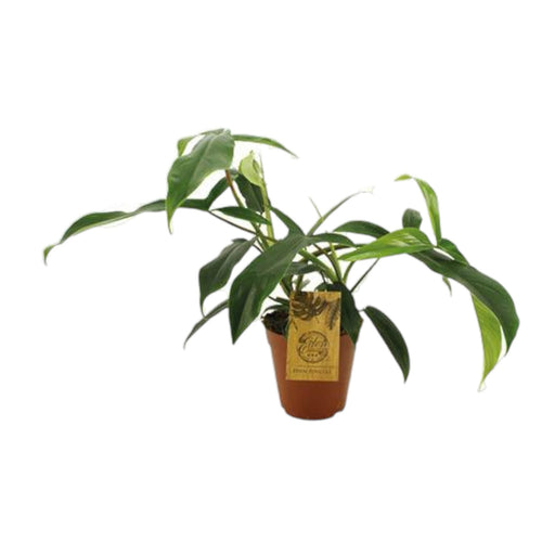 Philodendron