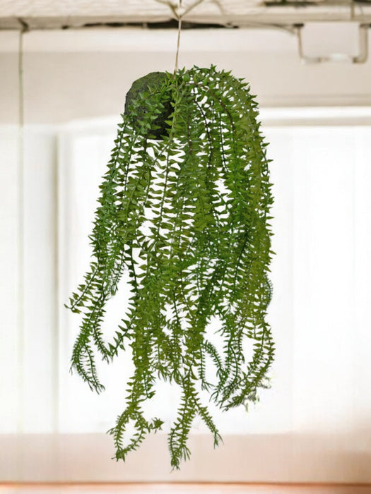 Phlegmariurus - Kunstig Faldende Plante