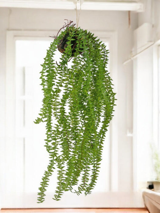 Phlegmariurus - Kunstig Faldende Plante