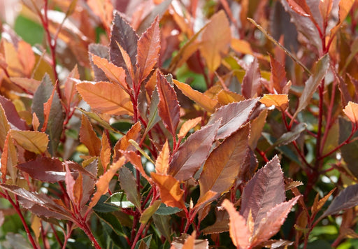 Photinia Fras. 'Chico'® - ↨20Cm - Ø13Cm - Udendørs Busk