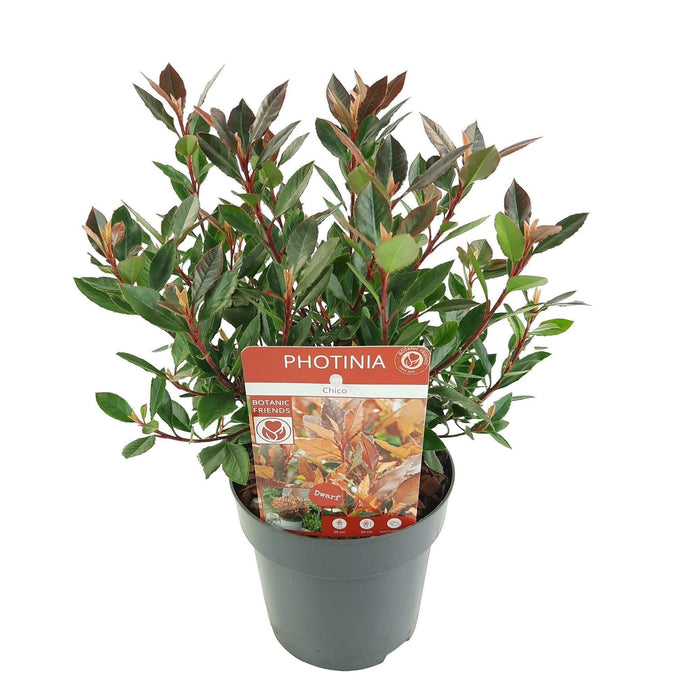 Photinia Fras. 'Chico'® - ↨20Cm - Ø13Cm - Udendørs Busk