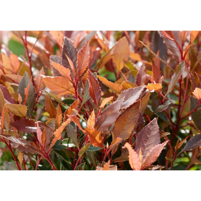 Photinia Fras. 'Chico'® - ↨25Cm - Ø19Cm - Udendørs Busk
