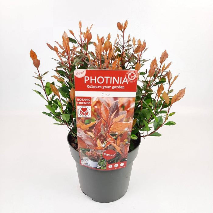 Photinia Fras. 'Chico'® - ↨25Cm - Ø19Cm - Udendørs Busk